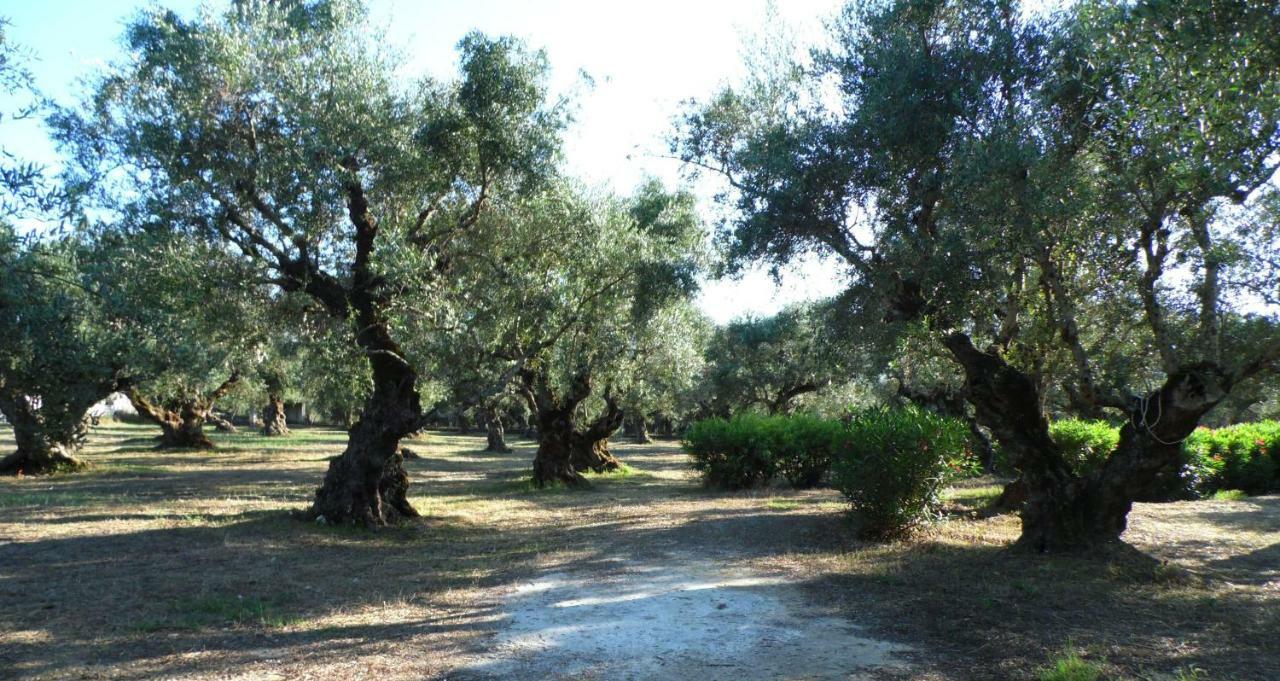Theni Olive Grove Villa Kato Yerakarion Dış mekan fotoğraf